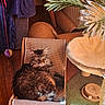 cat, tabby_cat, indoor, cat_furniture, scratcher, cat_tree, toy, wooden_floor, sunlight, green_carpet, plant, cozy, pet, feline, relaxed, fur, animal, looking, comfortable, home