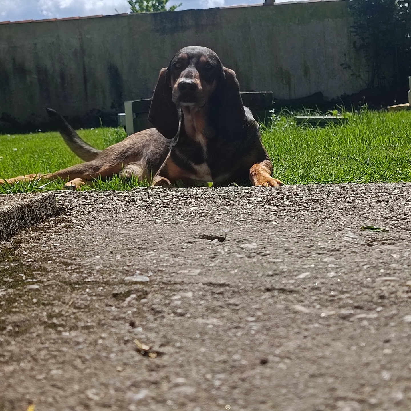 Chaussette participe au concours pour gagner de l'argent avec cette photo : animal, architecture, backyard, building, canine, city, dog, grass, hound, nature, outdoors, pet, plant, pointer, puppy, road, soil, tree, wall, yard