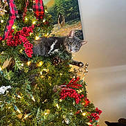Leo joined the competition — help win amazing prizes! animal, black_and_white_cat, cat, christmas_tree, curious, decorations, feline, festive, gray_cat, greenery, holiday_decor, indoor, lights, painting, pet, pinecones, red_berries, tree, twinkling_lights, wall