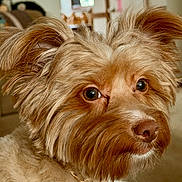 Chloe Bear is registered to the contest to win money with this photo: dog, pet, portrait, close_up, brown_fur, fluffy, ears, eyes, nose, whiskers, collar, indoor, home, couch, shallow_depth_of_field, cute, muzzle, companion, gold_chain, domestic_animal