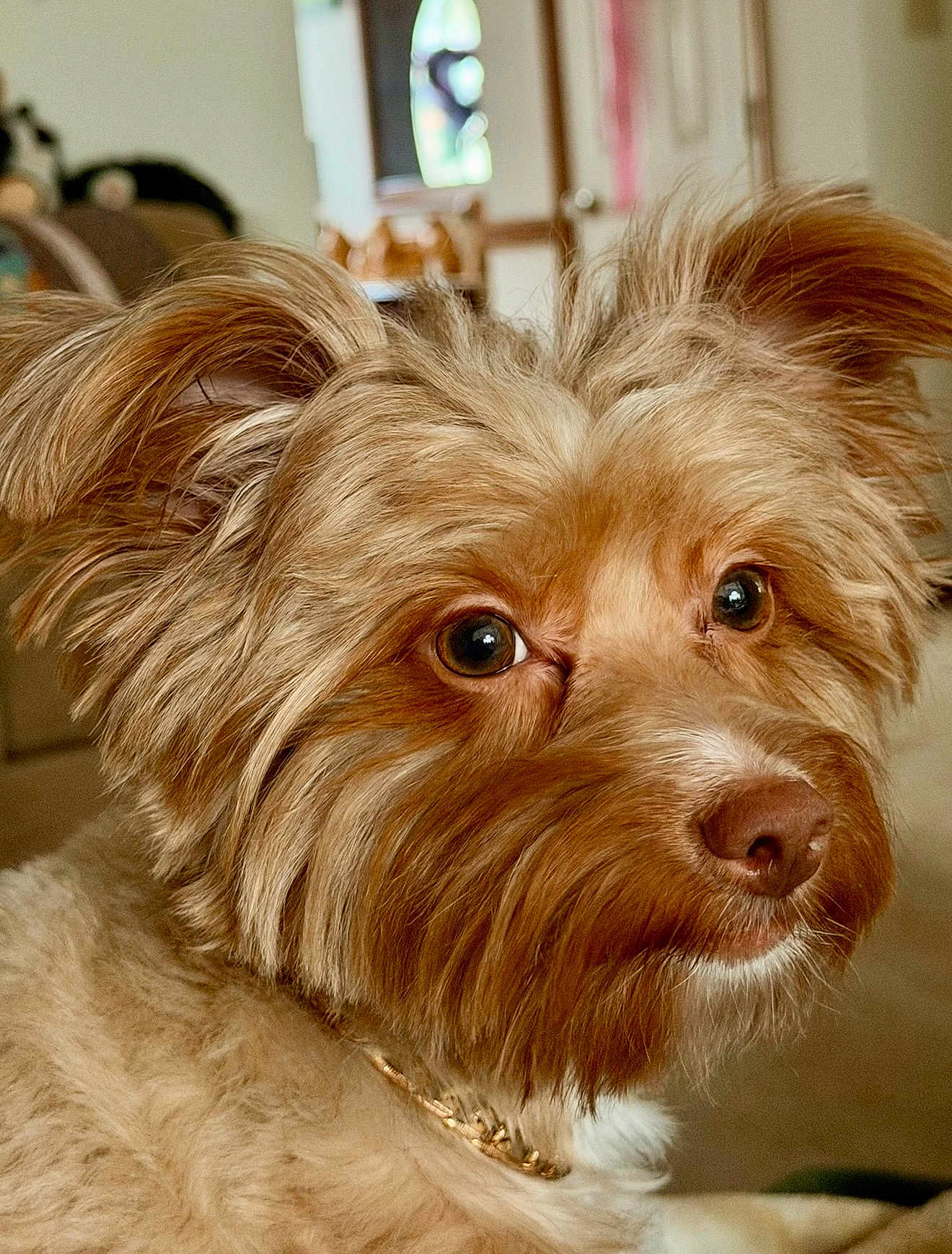 Chloe Bear is registered to the contest to win money with this photo: dog, pet, portrait, close_up, brown_fur, fluffy, ears, eyes, nose, whiskers, collar, indoor, home, couch, shallow_depth_of_field, cute, muzzle, companion, gold_chain, domestic_animal