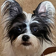 Cuzzo joined the competition — help win amazing prizes! dog, papillon, pet, portrait, close_up, ears, fur, black_and_white, carpet, collar, cute, whiskers, nose, eyes, indoor, looking_at_camera, long_hair, small_dog, face, fur_texture