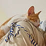 cat, kitten, orange_cat, pet, sleeping, shoulder, human, partial_face, indoor, cozy, rope, striped_rope, tshirt, nap, whiskers, ear, fur, closeup, portrait, domestic_animal