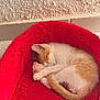 Mayo joined the competition — help win amazing prizes! kitten, cat, pet, sleeping, nap, red_bed, pet_bed, fur, paw, paw_pad, curled, tail, cute, indoors, tile_floor, wall, cozy, small_animal, resting, domestic_animal