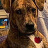 dog, brindle, close_up, collar, pet, indoor, animal, face, ears, fur, tag, brown, white_chest, looking_at_camera, cozy, towel, household, background, portrait, domestic