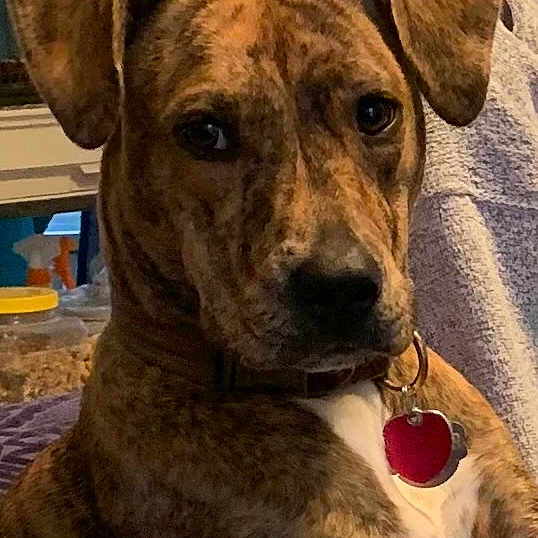 Zoey joined the competition — help win amazing prizes! animal, background, brindle, brown, close_up, collar, cozy, dog, domestic, ears, face, fur, household, indoor, looking_at_camera, pet, portrait, tag, towel, white_chest