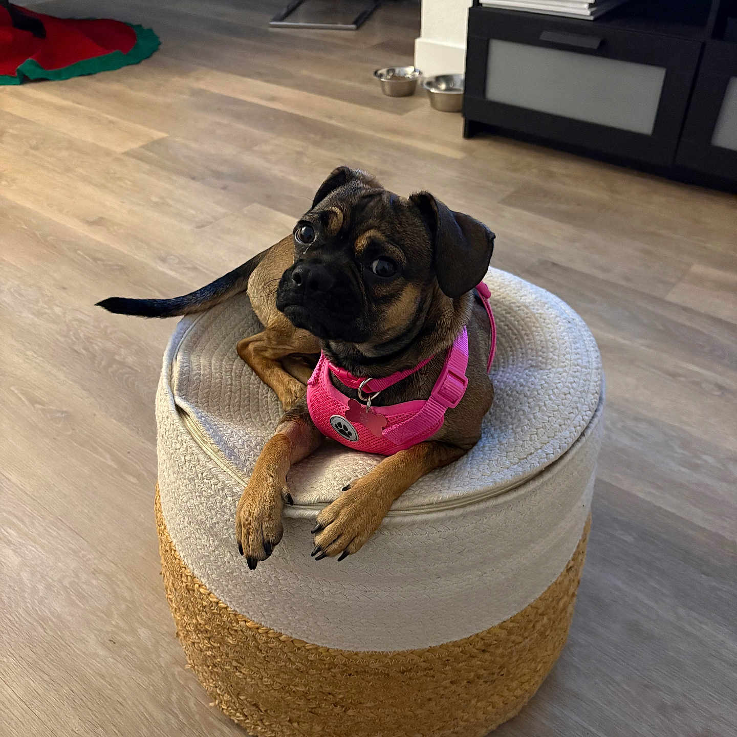 Molly is registered to the contest to win money with this photo: christmas_tree, cozy, curious, decorations, dog, ears, eyes, floor, furniture, home, indoor, living_room, ottoman, paw, pet, pink_harness, small_dog, television, tv_stand, wooden_floor