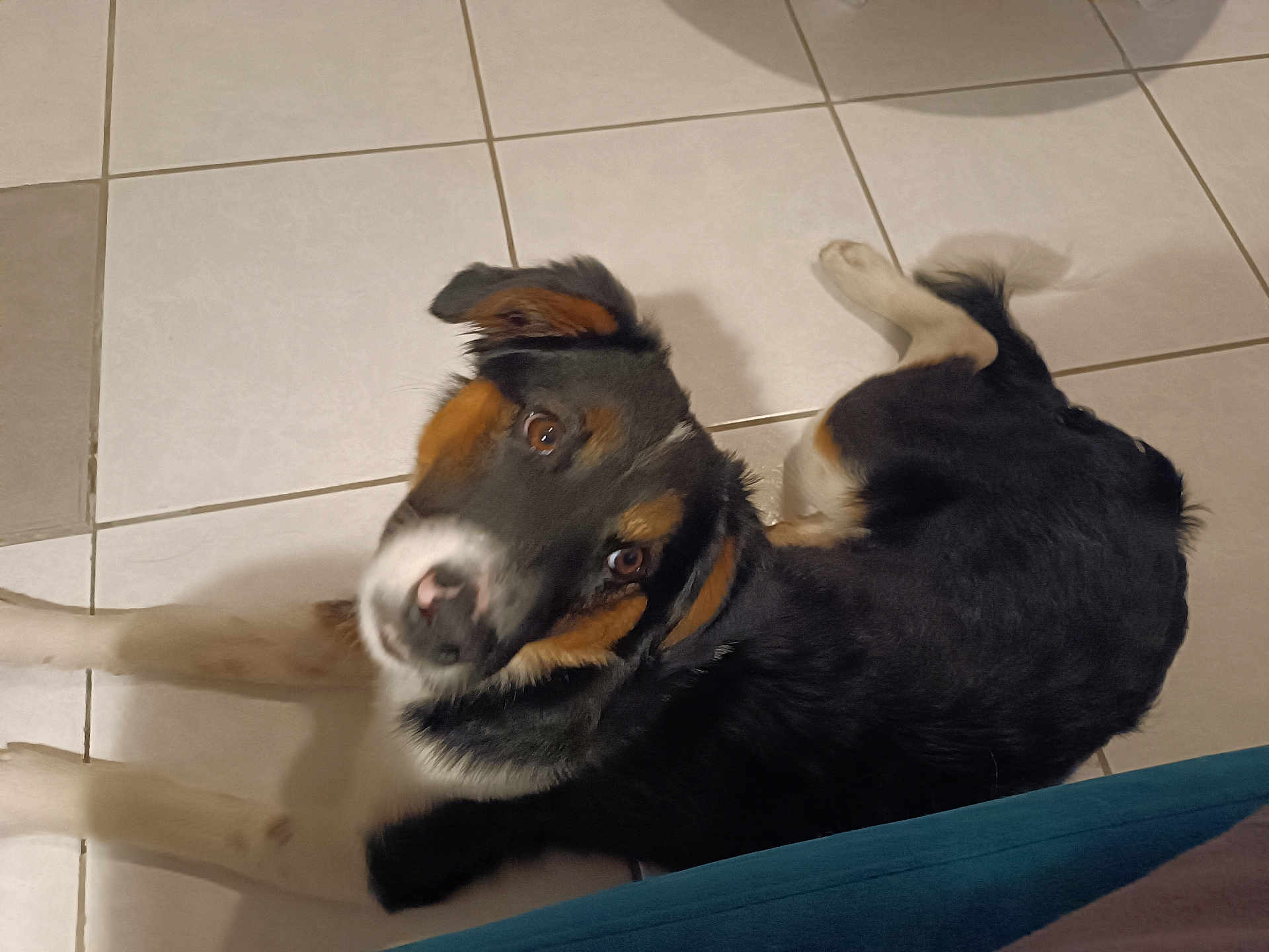 Arlo a rejoint le concours — aidez-le/la à gagner de superbes lots ! dog, tile_floor, indoor, pet, looking_up, snout, fur, black_fur, white_fur, brown_markings, eyes, paws, tail, companion, lying_down, portrait, brown_eyes, whiskers, floor, curiosity