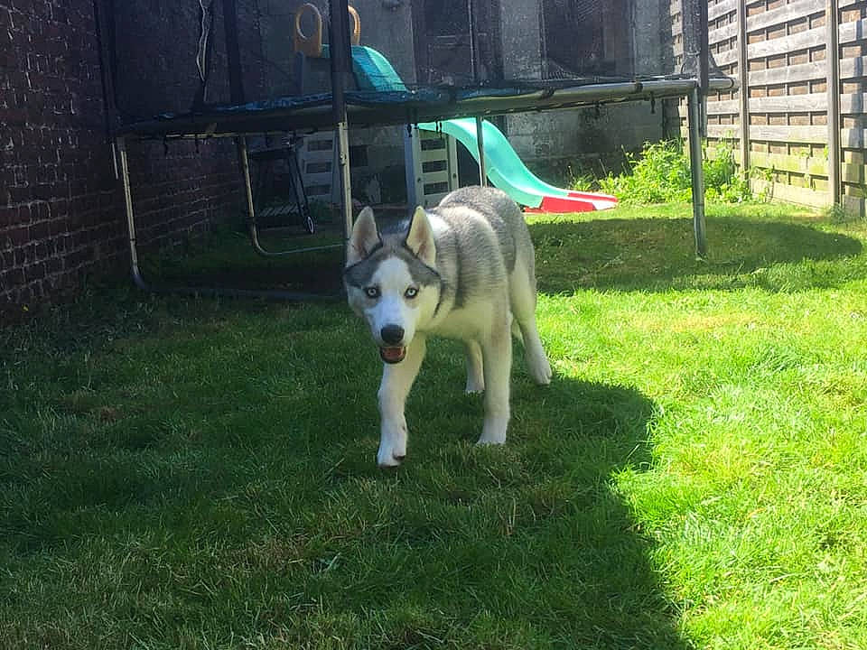 Olso participe au concours pour gagner de l'argent avec cette photo : alaskan_malamute, canidae, carnivore, dog, dog_breed, mammal, siberian_husky, vertebrate