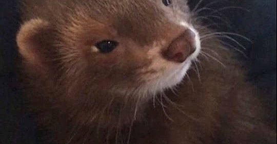 Kiki participe au concours pour gagner de l'argent avec cette photo : carnivore, cat, close_up, felidae, ferret, fur, mammal, marten, mink, mustelidae, mustelinae, nose, otter, polecat, snout, whiskers, wildlife