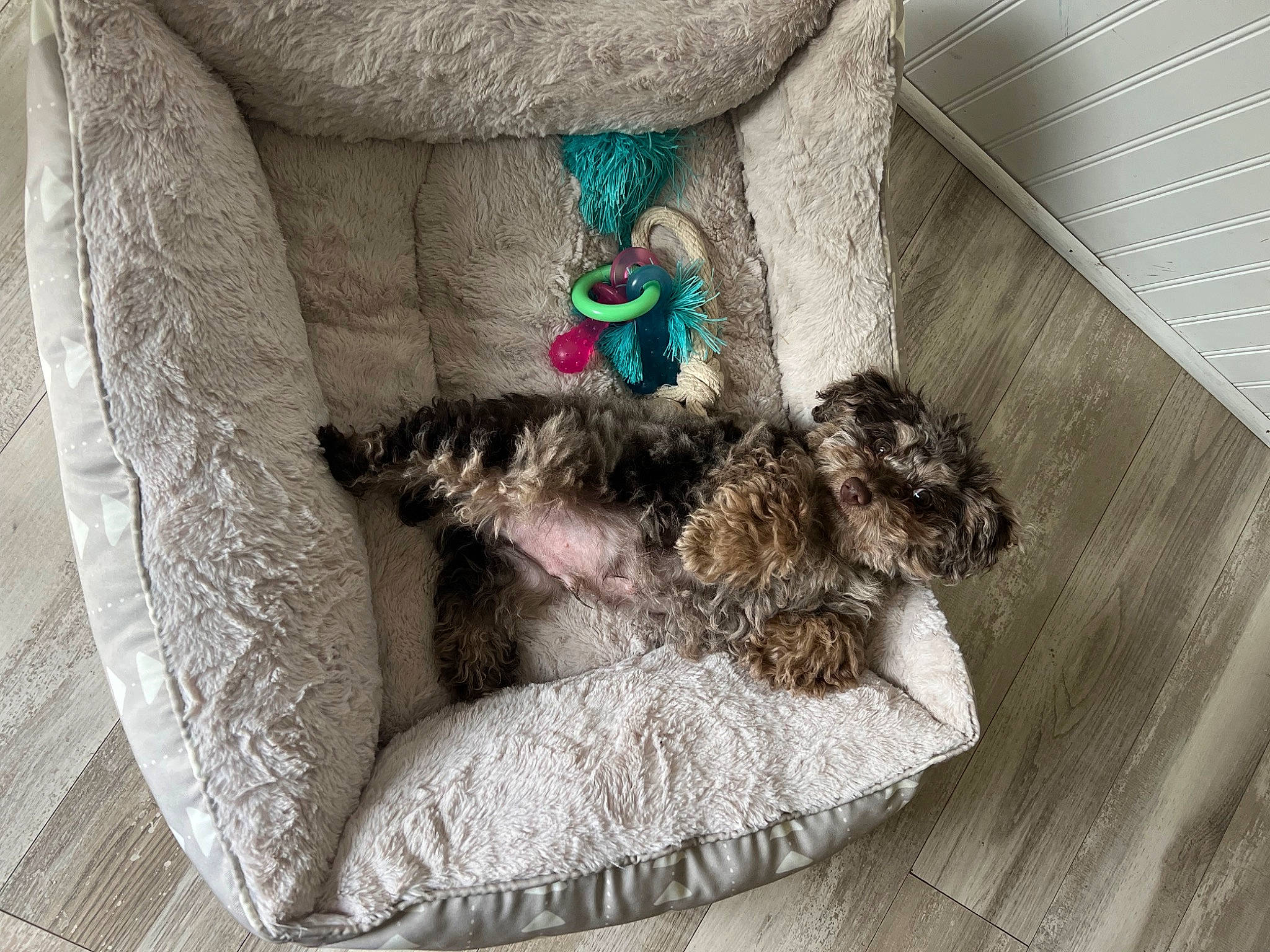 Dax joined the competition — help win amazing prizes! carnivore, collar, comfort, companion_dog, dog, dog_breed, dog_supply, fashion_accessory, fawn, felidae, fur, grey, linens, natural_material, pattern, pet_supply, small_to_medium_sized_cats, sporting_group, tail, toy