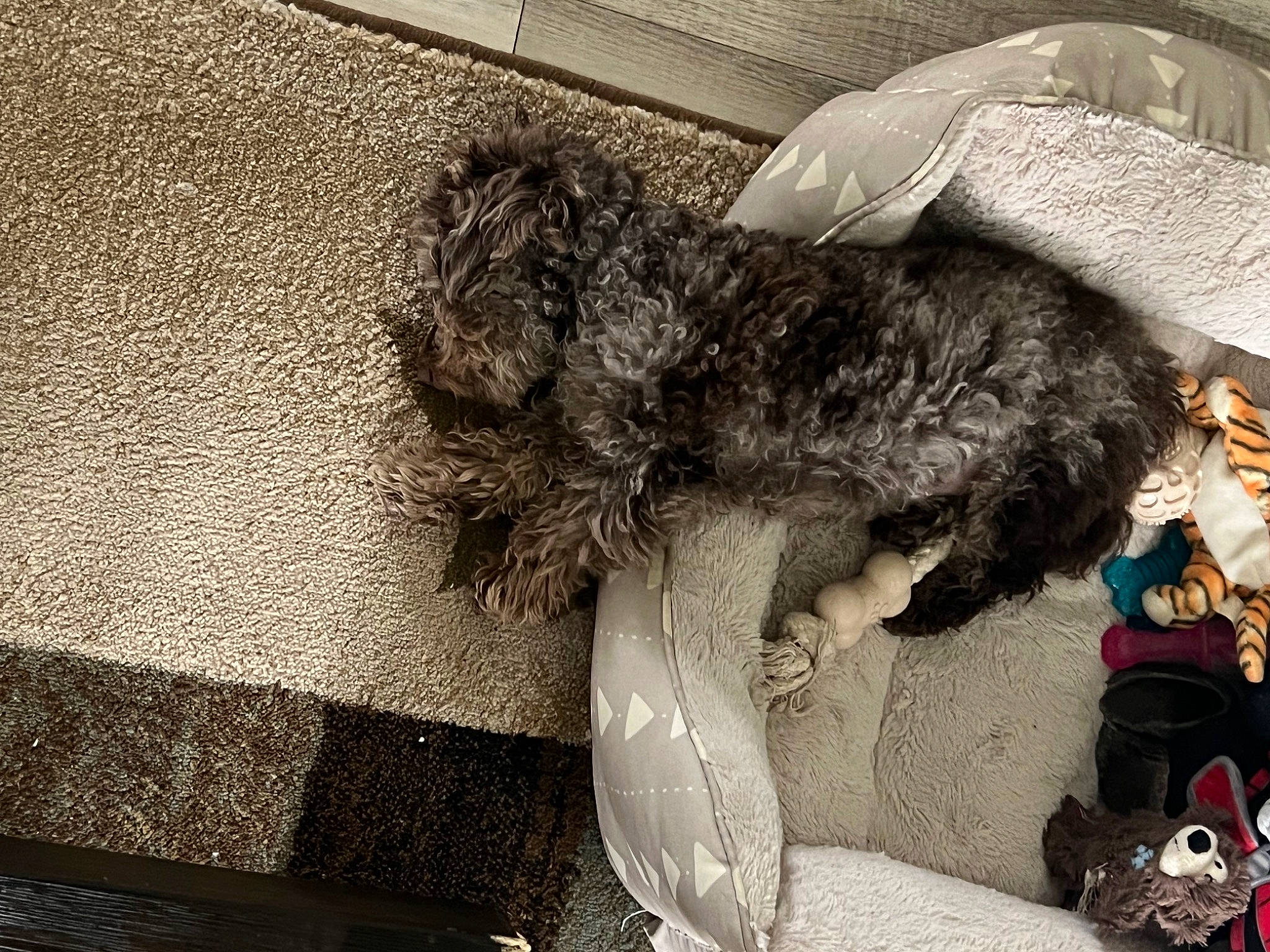 Dax is registered to the contest to win money with this photo: canidae, carnivore, companion_dog, costume_hat, dog, dog_breed, fashion_accessory, fur, hat, human_leg, non_sporting_group, sporting_group, sun_hat, tail, terrier, umbrella