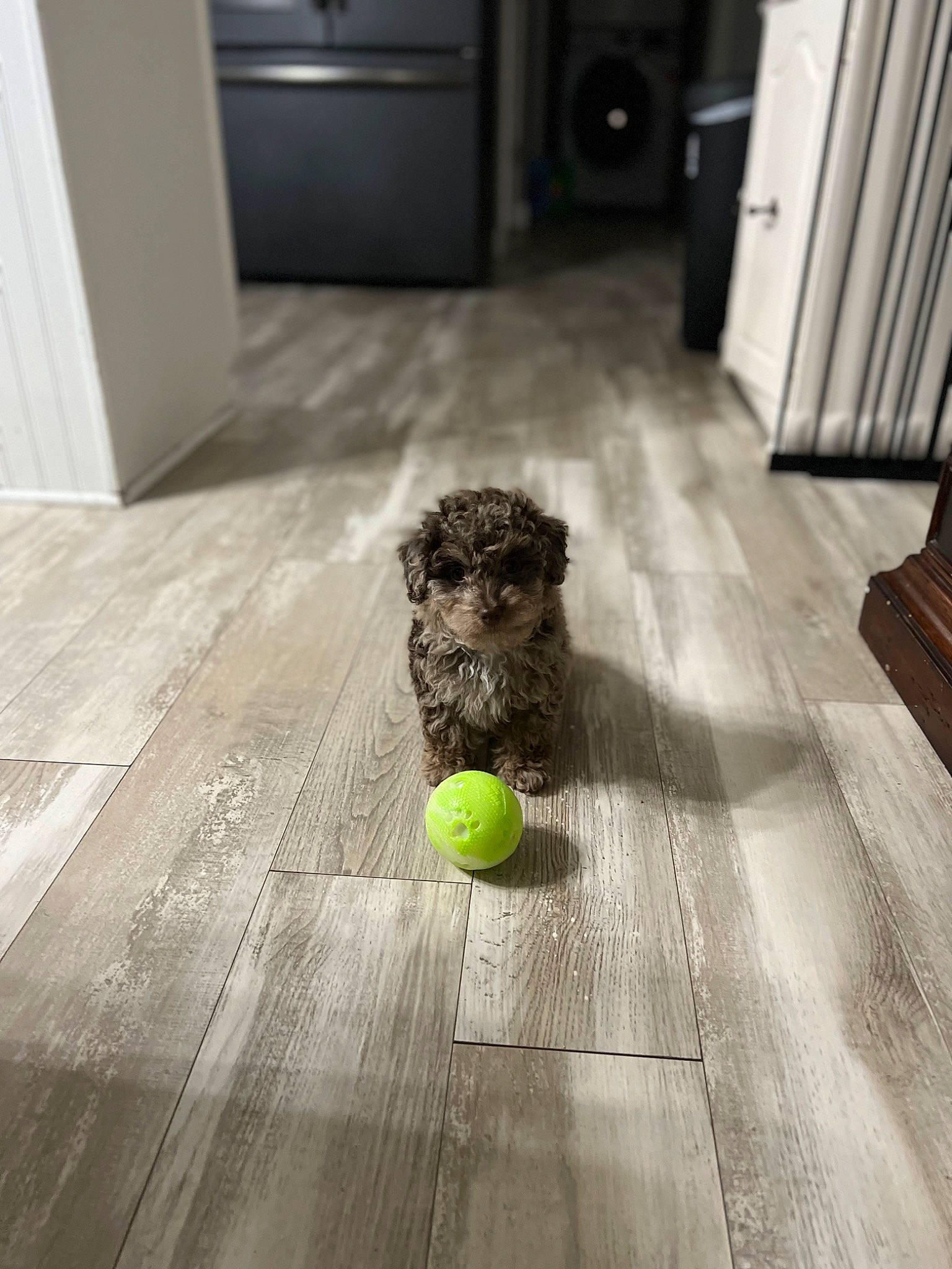 Dax joined the competition — help win amazing prizes! ball, carnivore, companion_dog, dog, dog_breed, fawn, floor, flooring, grey, hardwood, laminate_flooring, room, sports_equipment, stuffed_toy, tennis_ball, tennis_equipment, toy_dog, wood, wood_flooring, wood_stain
