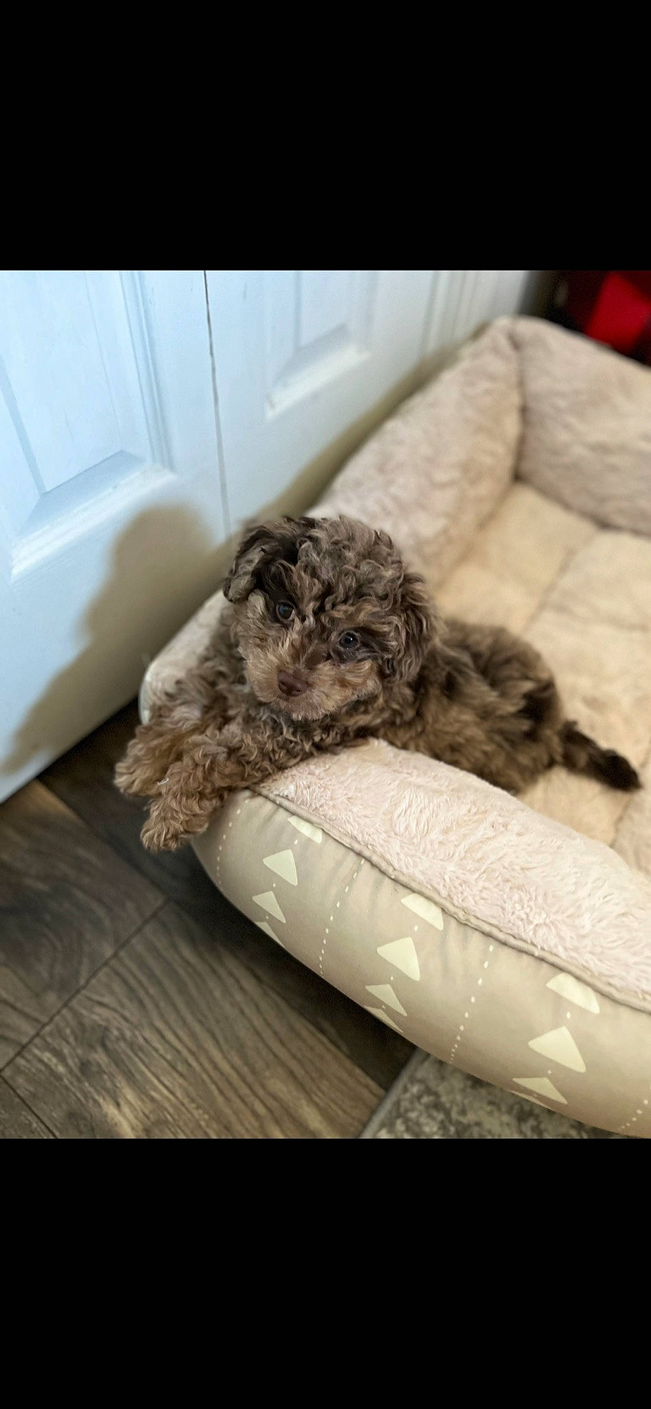 Dax joined the competition — help win amazing prizes! canidae, carnivore, comfort, companion_dog, couch, dog, dog_breed, dog_collar, dog_supply, fawn, flooring, fur, linens, pet_supply, poodle, snout, sporting_group, toy_dog, water_dog, working_animal