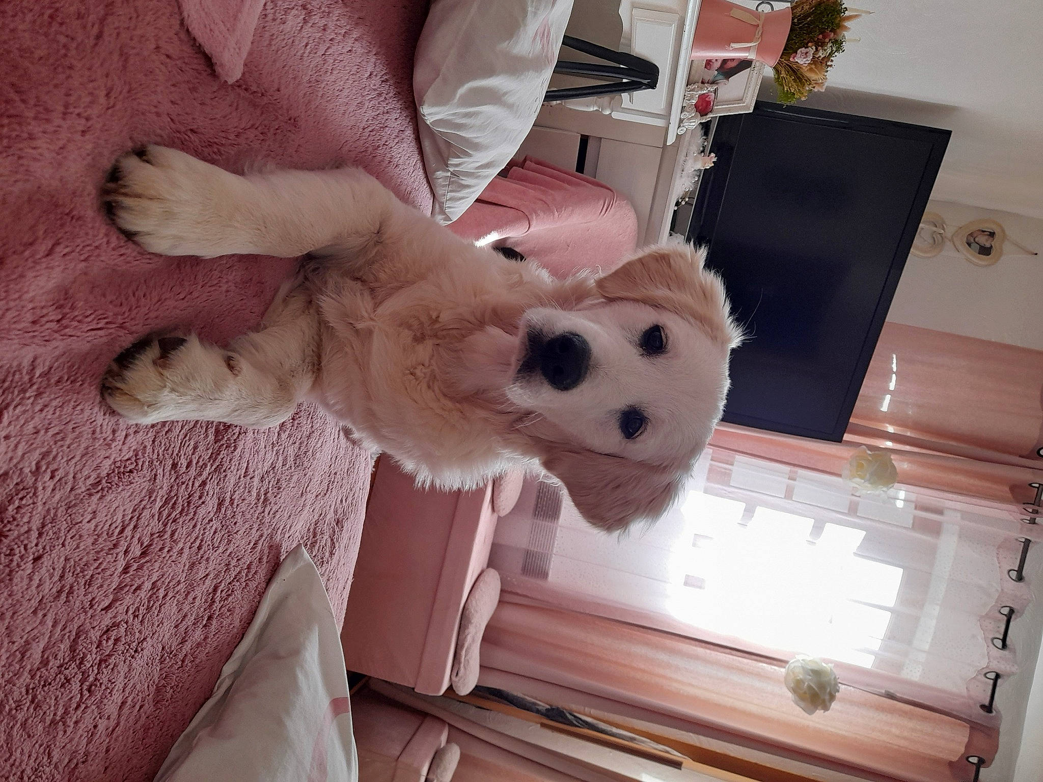 Wendy a rejoint le concours — aidez-le/la à gagner de superbes lots ! baby_toys, ball, canidae, companion_dog, fawn, felidae, flooring, football, fur, hardwood, plush, room, small_to_medium_sized_cats, stuffed_toy, tail, teddy_bear, toy, whiskers, wood, wool