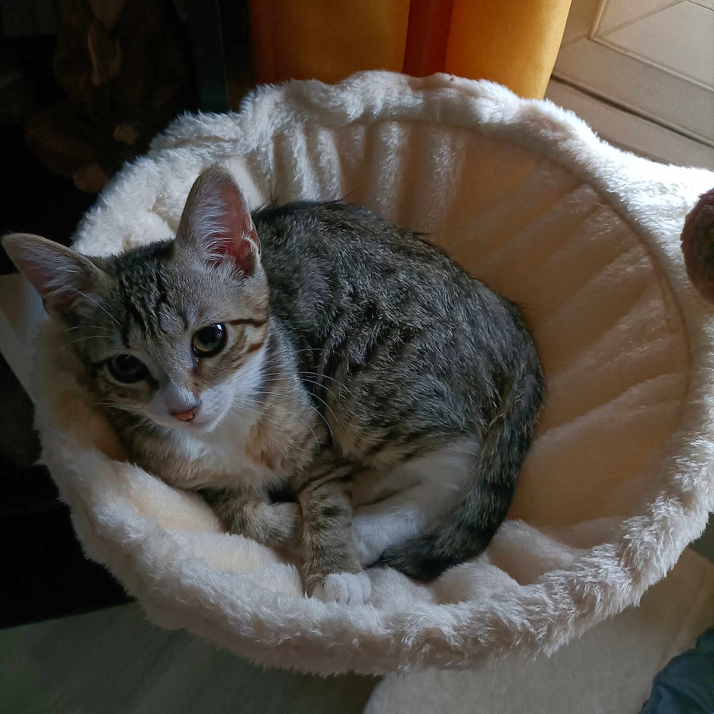 Myrza participe au concours pour gagner de l'argent avec cette photo : animal, bed, cat, cozy, curled_up, cute, domestic_cat, ears, feline, fluffy, fur, indoor, looking_up, pet, resting, soft_light, tabby_cat, tail, whiskers, window_light