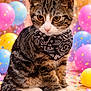 cat, kitten, tabby, bandana, balloons, confetti, party, celebration, cute, pet, feline, indoor, colorful, decorations, sitting, closeup, young, fur, whiskers, playful