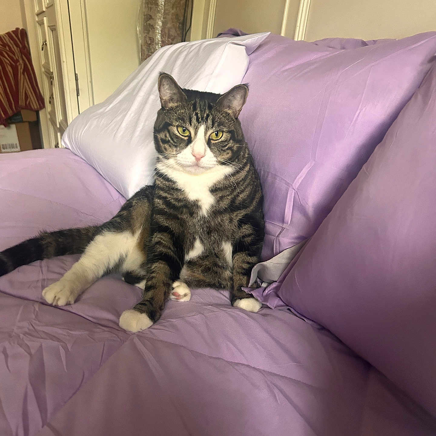 Pepito joined the competition — help win amazing prizes! cat, tabby_cat, white_paws, white_chest, pet, animal, portrait, sitting, bed, bedroom, lavender_bedding, pillows, indoors, home, cozy, golden_eyes, whiskers, striped_fur, relaxed, funny_expression