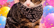 Pepito is registered to the contest to win money with this photo: balloons, bandana, cat, celebration, closeup, colorful, confetti, cute, decorations, feline, fur, indoor, kitten, party, pet, playful, sitting, tabby, whiskers, young