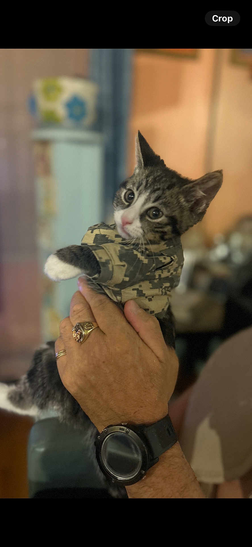 Pepito