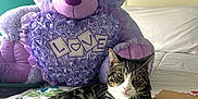 Pepito is registered to the contest to win money with this photo: animal, bed, bedspread, cardboard_box, cat, colorful, cozy, cute, feline, floral_pattern, heart_shaped_bouquet, indoor, love_text, pet, plush, purple_teddy_bear, relaxed, stuffed_teddy_bear, tabby_cat, toy