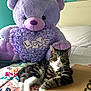 Pepito is registered to the contest to win money with this photo: animal, bed, bedspread, cardboard_box, cat, colorful, cozy, cute, feline, floral_pattern, heart_shaped_bouquet, indoor, love_text, pet, plush, purple_teddy_bear, relaxed, stuffed_teddy_bear, tabby_cat, toy