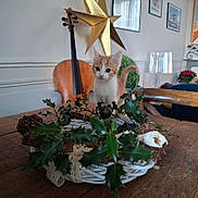 Zébulon a rejoint le concours — aidez-le/la à gagner de superbes lots ! cat, cello, chair, cute, decoration, festive, furniture, holiday, holly, indoor, kitten, lamp, living_room, pet, plant, star, string_instrument, table, wood, wreath