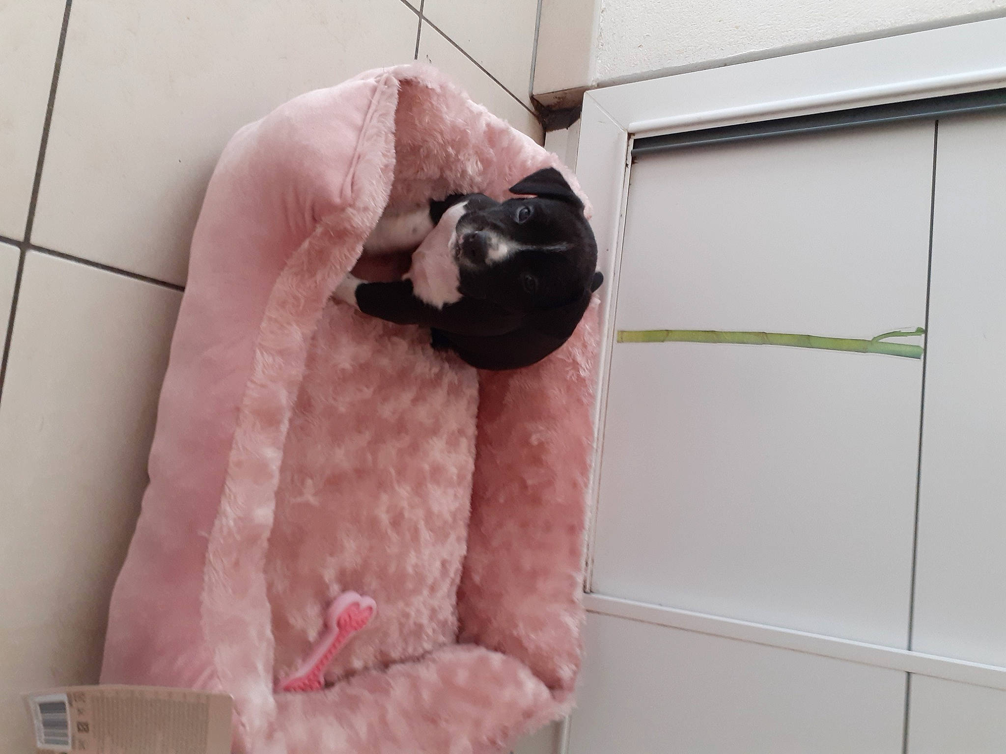 Framboise participe au concours pour gagner de l'argent avec cette photo : carnivore, fashion_accessory, felidae, flooring, foot, fur, linens, magenta, pink, plush, purple, room, small_to_medium_sized_cats, snout, stuffed_toy, teddy_bear, toy, whiskers, window, wool