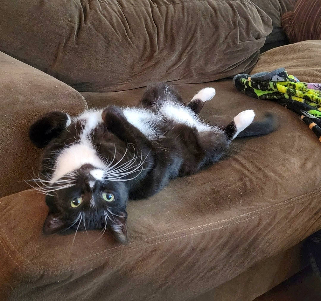 Tazzy is registered to the contest to win money with this photo: carnivore, cat, claw, comfort, couch, domestic_short_haired_cat, felidae, flooring, fur, grey, hardwood, laminate_flooring, paw, small_to_medium_sized_cats, snout, tail, terrestrial_animal, whiskers, wood, wood_flooring