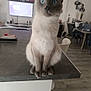 cat, siamese_cat, blue_eyes, pet, animal, indoor, kitchen_counter, furniture, home, living_room, table, chair, television, floor, decor, domestic_animal, curious, sitting, whiskers, ears