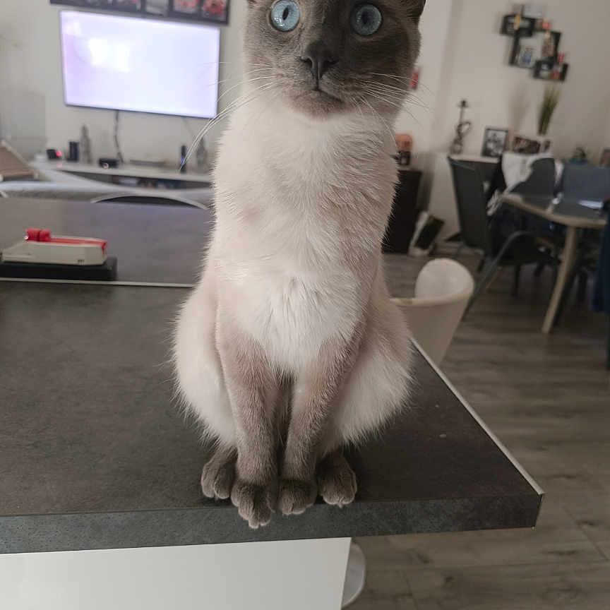 Flocon participe au concours pour gagner de l'argent avec cette photo : animal, blue_eyes, cat, chair, curious, decor, domestic_animal, ears, floor, furniture, home, indoor, kitchen_counter, living_room, pet, siamese_cat, sitting, table, television, whiskers