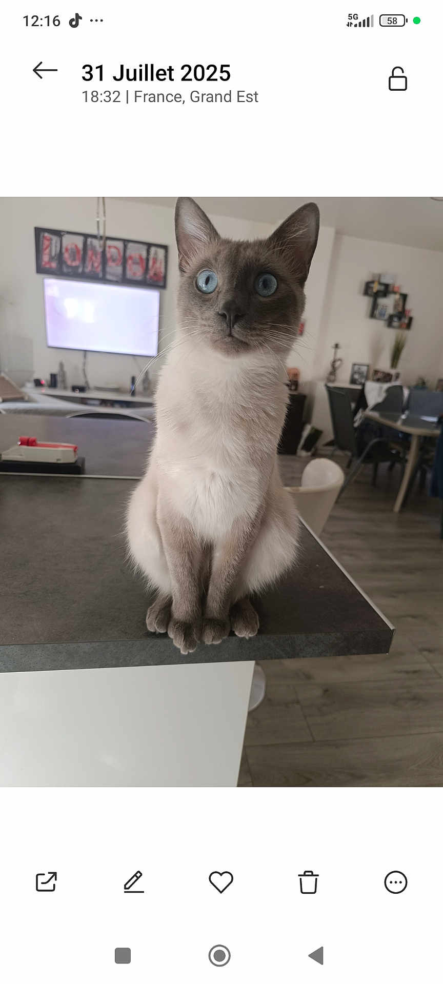 Flocon participe au concours pour gagner de l'argent avec cette photo : cat, siamese_cat, blue_eyes, pet, animal, indoor, kitchen_counter, furniture, home, living_room, table, chair, television, floor, decor, domestic_animal, curious, sitting, whiskers, ears
