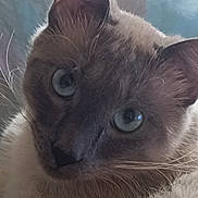 Flocon participe au concours pour gagner de l'argent avec cette photo : cat, close_up, blue_eyes, fur, whiskers, pet, animal, indoor, face, curious, cozy, portrait, mammal, cute, feline, looking, soft, ears, relaxed