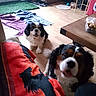 animal, blanket, candy, cavalier_king_charles_spaniel, companion, container, cozy, curious, cute, dog, domestic, floor, fur, happy, home, indoor, looking_up, pet, table, wooden_floor