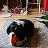 basket, black_and_white, carpet, chair, chewing, colorful_toy, cozy, dog, floor, furniture, home, indoor, living_room, pet, plant, play, rug, stuffed_toy, toy, wooden_floor