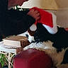 black_and_white_dog, book, christmas, cozy, decor, dog, furniture, hand, holiday, home, indoor, interaction, lamp, person, pet, plant, red_chair, resting, santa_hat, table