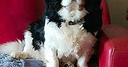 Marlene Le Coq participe au concours pour gagner de l'argent avec cette photo : animal, blanket, canine, carpet, collar, comfort, couch, cozy, cute, dog, fur, furniture, house, indoor, pet, portrait, relaxed, resting, sitting, tricolor