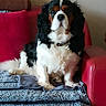 animal, blanket, canine, carpet, collar, comfort, couch, cozy, cute, dog, fur, furniture, house, indoor, pet, portrait, relaxed, resting, sitting, tricolor