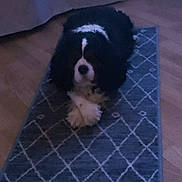 Paco a rejoint le concours — aidez-le/la à gagner de superbes lots ! animal, black_and_white, canine, carpet, companion, crossed_paws, dog, domestic, flooring, furry, home, indoor, lying_down, patterned_rug, pet, quiet, relaxed, resting, rug, wooden_floor