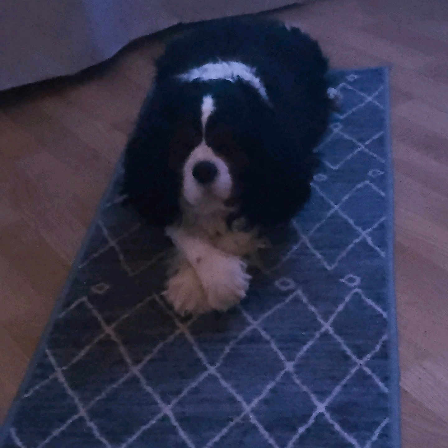 Paco