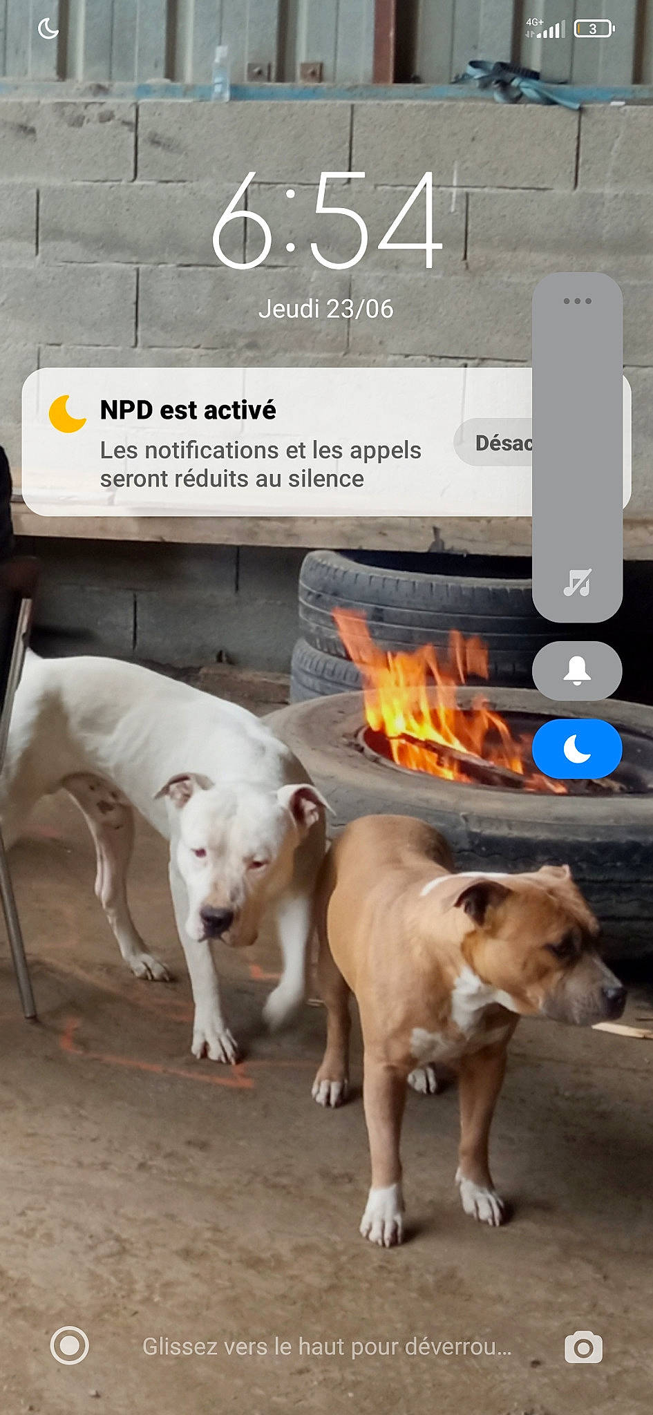 Looping participe au concours pour gagner de l'argent avec cette photo : advertising, canidae, carnivore, companion_dog, cooking, dog, dog_breed, fawn, font, gas, heat, home_appliance, kitchen_appliance, logo, output_device, portable_communications_device, snout, sporting_group, tail, working_animal