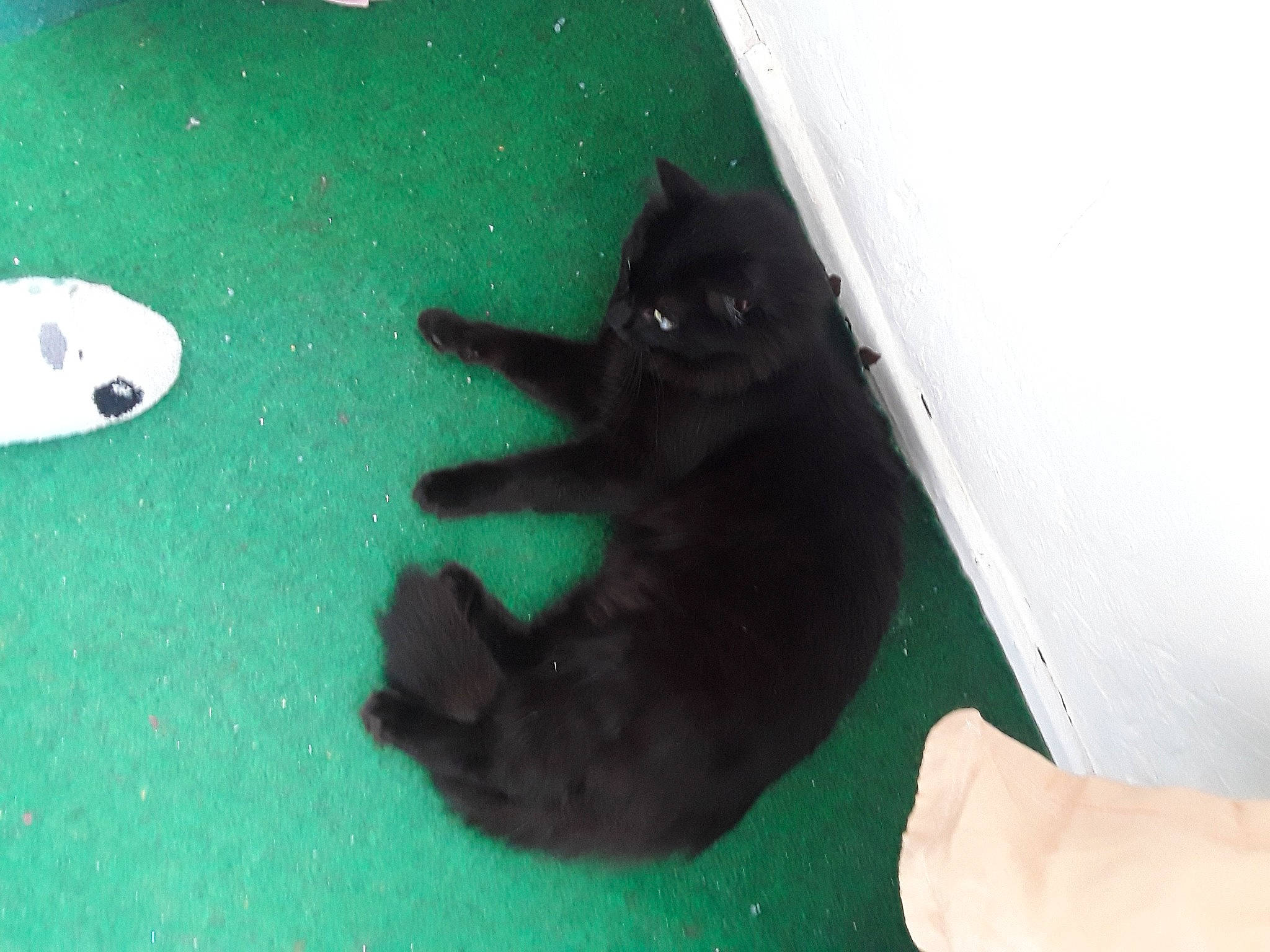 Réglisse participe au concours pour gagner de l'argent avec cette photo : bombay, canidae, carmine, carnivore, cat, claw, dog_breed, felidae, finger, flooring, nail, paw, small_to_medium_sized_cats, snout, sporting_group, tail, terrestrial_animal, thumb, whiskers