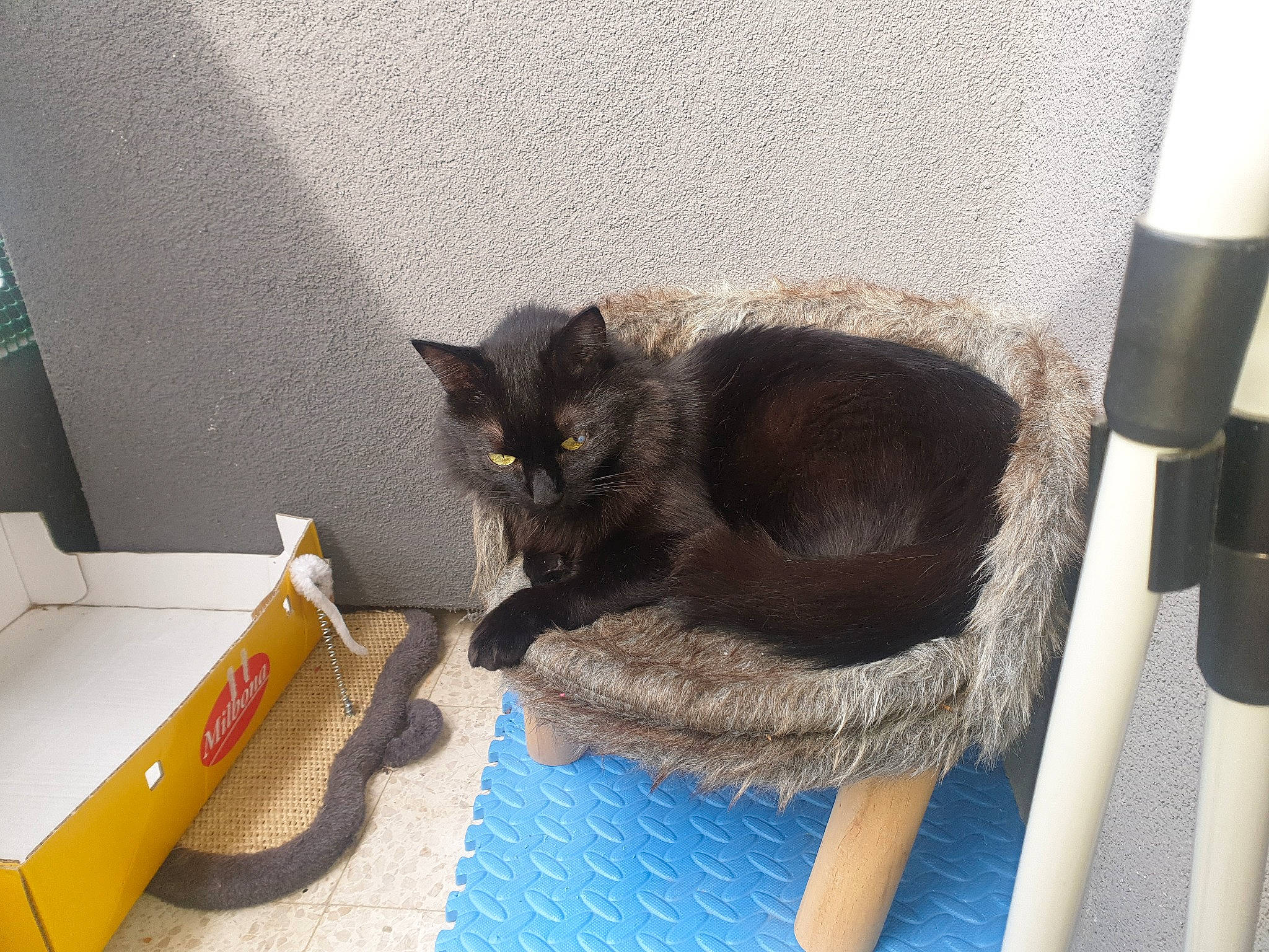 Réglisse participe au concours pour gagner de l'argent avec cette photo : black_cat, box, carnivore, cat, cat_supply, chartreux, comfort, domestic_short_haired_cat, felidae, flooring, fur, grey, hardwood, pet_supply, room, small_to_medium_sized_cats, table, tail, whiskers, wood