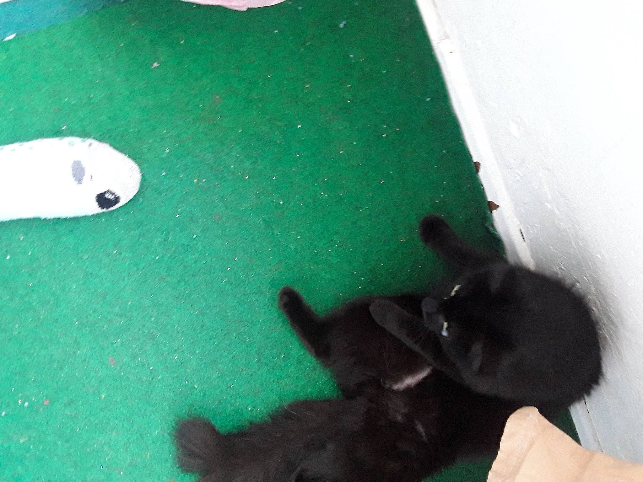 Réglisse participe au concours pour gagner de l'argent avec cette photo : ball, billiards, black, fashion_accessory, felidae, games, grass, green, human_leg, indoor_games_and_sports, leisure, mammal, recreation, small_to_medium_sized_cats, snapshot, snout, sports_equipment, tail, tints_and_shades, vertebrate