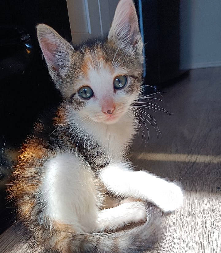 Calí joined the competition — help win amazing prizes! carnivore, cat, claw, domestic_short_haired_cat, felidae, foot, fur, paw, small_to_medium_sized_cats, snout, tail, toe, whiskers