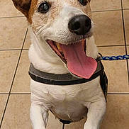 James is registered to the contest to win money with this photo: animal, brown_and_white, canine, close_up, companion, dog, domestic, ears_up, excited, friendly, happy, harness, indoor, leash, looking_up, paw, pet, smiling, tile_floor, tongue_out