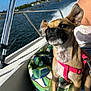 Piper is registered to the contest to win money with this photo: dog, small_dog, puppy, boat, water, outdoor, sunlight, harness, pink_harness, ears, fur, cushion, leaf_pattern, blue_sky, person_partial, summer, vacation, travel, pet, animal