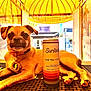 Piper joined the competition — help win amazing prizes! dog, can, beverage, bar, table, yellow_canopy, sign, pet, indoor, relaxed, brown_dog, collar, drink_can, lighting, curious, paws, metal_surface, small_dog, animal, leisure