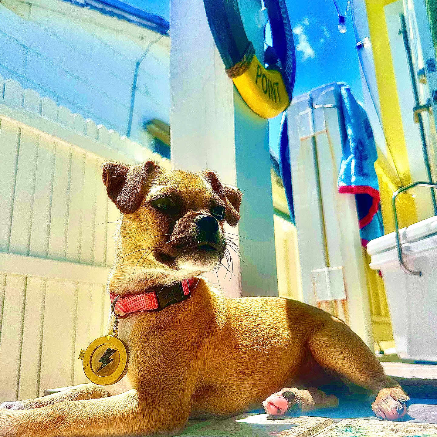 Piper joined the competition — help win amazing prizes! blue_sky, collar, daylight, dog, ears, fence, lifesaver_ring, outdoor, pet, pink_collar, puppy, relaxation, resting, shadow, small_dog, summer, sunlight, tag, tile_floor, whiskers