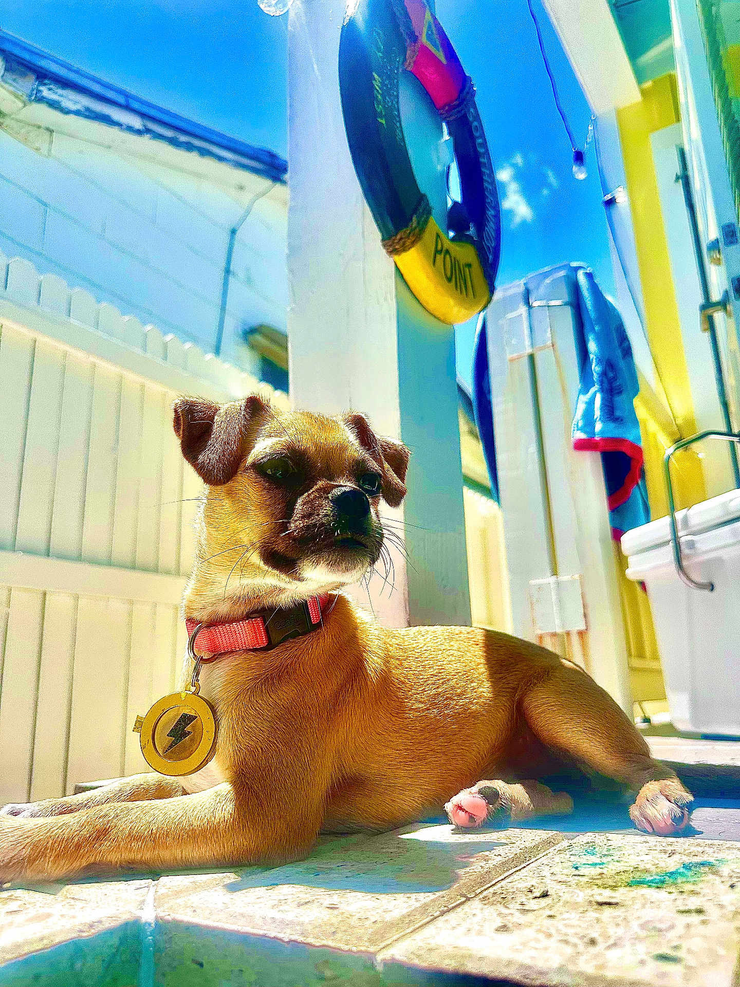 Piper joined the competition — help win amazing prizes! dog, puppy, collar, pet, sunlight, outdoor, tile_floor, fence, lifesaver_ring, blue_sky, shadow, resting, small_dog, pink_collar, tag, ears, whiskers, daylight, relaxation, summer